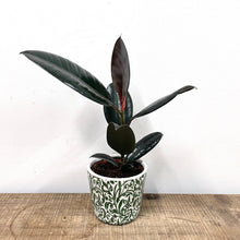 Load image into Gallery viewer, Ficus Abidjan - Rubber Plant, 14cm Pot
