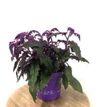 Load image into Gallery viewer, Gynura Aurantiaca - Purple Passion, 12cm Pot