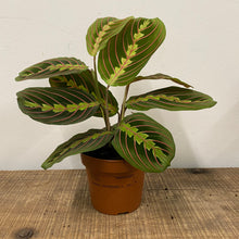 Load image into Gallery viewer, Maranta Fascinator, 12cm Pot