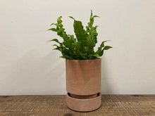 Load image into Gallery viewer, Asplenium Crispy Wave - Bird's Nest Fern, 12cm Pot