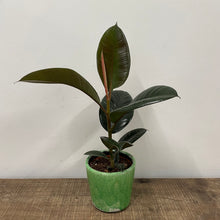 Load image into Gallery viewer, Ficus Robusta - Rubber Plant, 12cm Pot