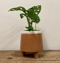 Load image into Gallery viewer, Monstera Adansonii - Monkey Mask, 12cm Pot