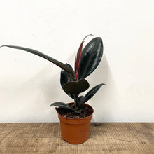 Load image into Gallery viewer, Ficus Abidjan - Rubber Plant, 14cm Pot