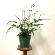 Load image into Gallery viewer, Pteris albolineata - Silver Ribbon Fern, 7cm Pot