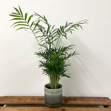 Load image into Gallery viewer, Chamaedorea elegans - Parlour Palm, 9cm Po