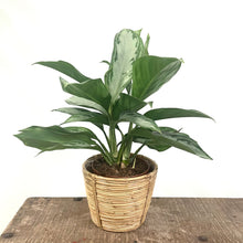 Load image into Gallery viewer, Aglaonema Silver Bay - Chinese Evergreen, 17cm Pot