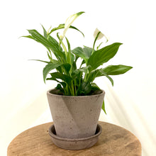 Load image into Gallery viewer, Spathiphyllum - Peace Lily, 7cm Pot