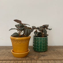 Load image into Gallery viewer, Peperomia pixie, 8cm Pot