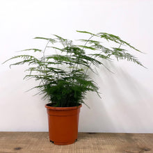 Load image into Gallery viewer, Asparagus Setaceus - Asparagus Fern, 19cm Pot