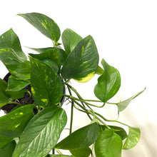 Load image into Gallery viewer, Epipremnum Aureum - Golden Pothos, 15cm Hanging Pot