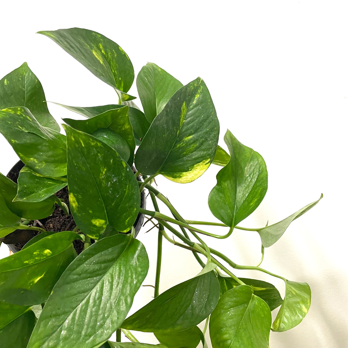 golden pothos uk Epipremnum Aureum