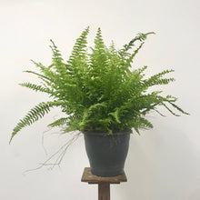 Load image into Gallery viewer, Nephrolepis Green Lady - Boston Fern, 12cm Pot