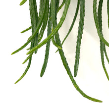 Load image into Gallery viewer, Aporacactus Melanie - Rat Tail Cactus, 14cm Pot