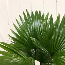 Load image into Gallery viewer, Livistona Rotundifolia - Fan Palm, 14cm Pot