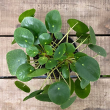 Load image into Gallery viewer, Pilea Peperomioides - Chinese money plant, 17cm Pot