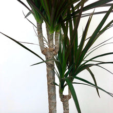 Load image into Gallery viewer, Dracaena Marginata - Dragon Tree, 17cm Pot