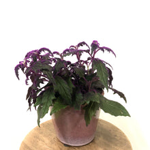 Load image into Gallery viewer, Gynura Aurantiaca - Purple Passion, 12cm Pot