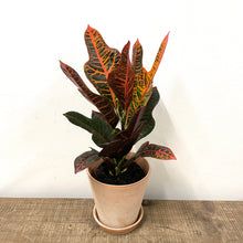 Load image into Gallery viewer, Codiaeum - Excellent, 17cm pot