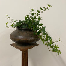Load image into Gallery viewer, Hedera Helix Mix - Ivy, 12cm Pot