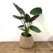 Load image into Gallery viewer, Nkuku Noko Seagrass Baskets