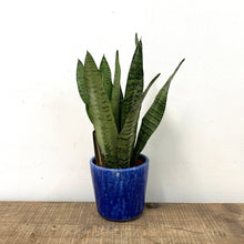 Load image into Gallery viewer, Sansevieria Zeylanica - Snake Plant, 12cm Pot