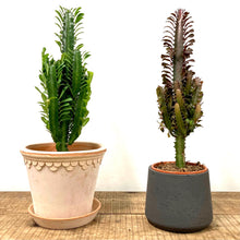 Load image into Gallery viewer, Euphorbia Trigona Mix, 17cm Pot