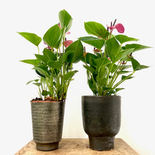 Load image into Gallery viewer, Anthurium - Flamingo Flower ‘Baby Purple’, 14cm Pot
