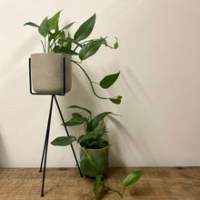 Load image into Gallery viewer, Epipremnum Pinnatum - Cebu Blue Pothos, 12cm Pot