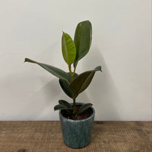 Load image into Gallery viewer, Ficus Robusta - Rubber Plant, 12cm Pot