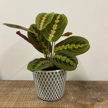 Load image into Gallery viewer, Maranta Fascinator, 12cm Pot