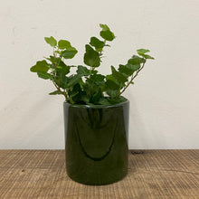 Load image into Gallery viewer, Hedera helix - Ivy, 9cm Pot