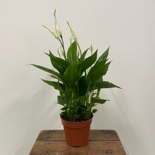 Load image into Gallery viewer, Spathiphyllum - Peace Lily, 12cm Pot