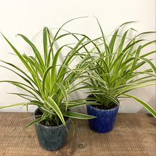 Load image into Gallery viewer, Chlorophytum Comosum - Spider Plant, 12cm Pot