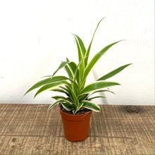 Load image into Gallery viewer, Chlorophytum Vittatum- Spider plant, 5.5cm Pot