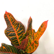 Load image into Gallery viewer, Codiaeum - Excellent, 17cm pot