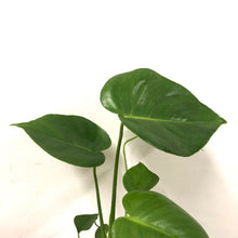 Load image into Gallery viewer, Monstera Deliciosa - Swiss Cheese Plant, 14cm Pot