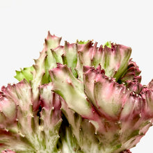 Load image into Gallery viewer, Euphorbia Lactea Cristata, 12cm Pot