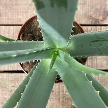Load image into Gallery viewer, Aloe Vera, 14cm Pot