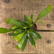 Load image into Gallery viewer, Rhipsalis ramulosa - Red Coral, 12cm Pot