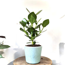 Load image into Gallery viewer, Clusia Rosea Princess - Autograph Tree, 12cm Pot