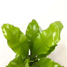 Load image into Gallery viewer, Asplenium Nidus - Bird's Nest Fern, 12cm Pot