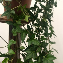 Load image into Gallery viewer, Hedera Helix - Ivy, 12cm Pot