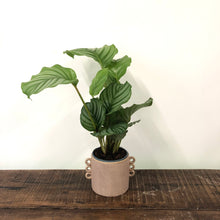 Load image into Gallery viewer, Calathea Orbifolia, 11cm pot