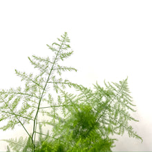 Load image into Gallery viewer, Asparagus Setaceus - Asparagus Fern, 12cm Pot
