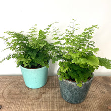 Load image into Gallery viewer, Adiantum raddianum - Maidenhair Fern, 12cm Pot