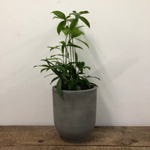 Load image into Gallery viewer, Dracaena Surculosa - 19cm Pot