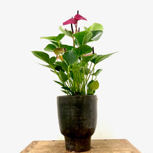 Load image into Gallery viewer, Anthurium - Flamingo Flower ‘Baby Purple’, 14cm Pot