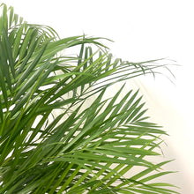Load image into Gallery viewer, Dypsis lutescens - Areca Palm, 24cm Pot