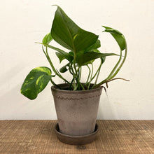 Load image into Gallery viewer, Epipremnum Aureum - Golden Pothos, 12cm Pot