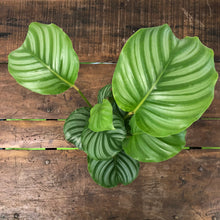 Load image into Gallery viewer, Calathea Orbifolia, 11cm pot